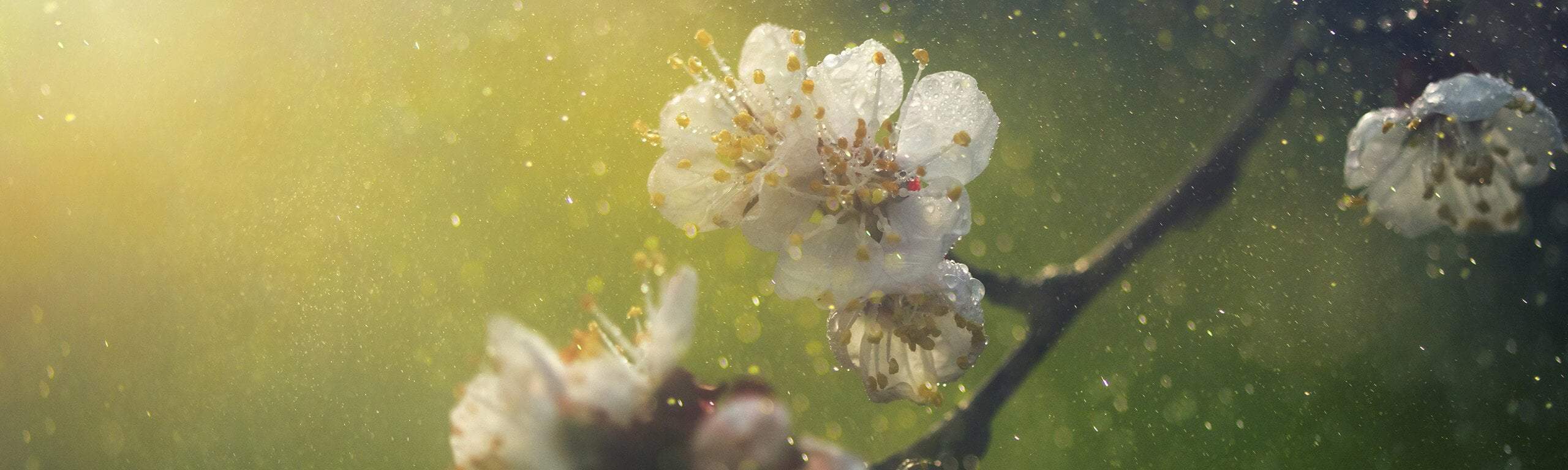 6 Natural approaches to help combat hay fever