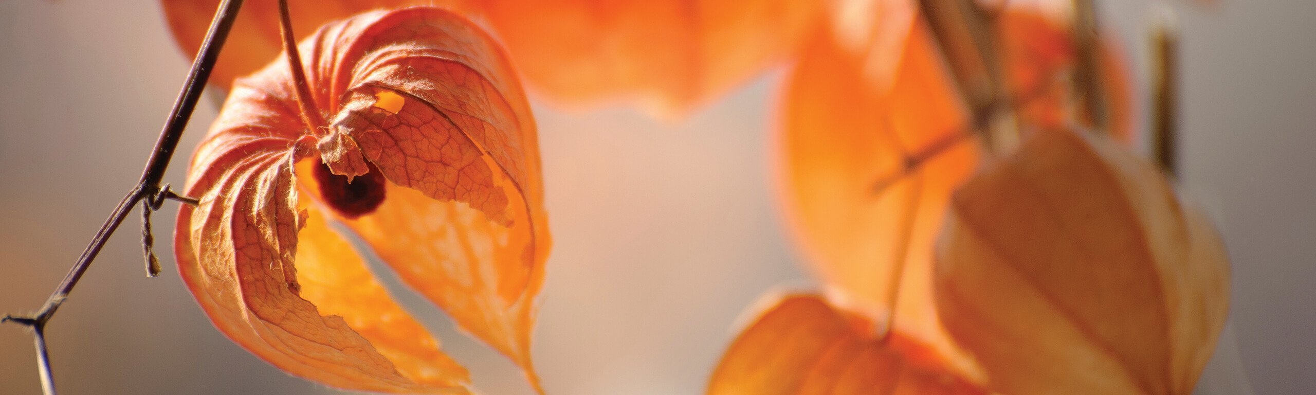 My passion for Ashwagandha