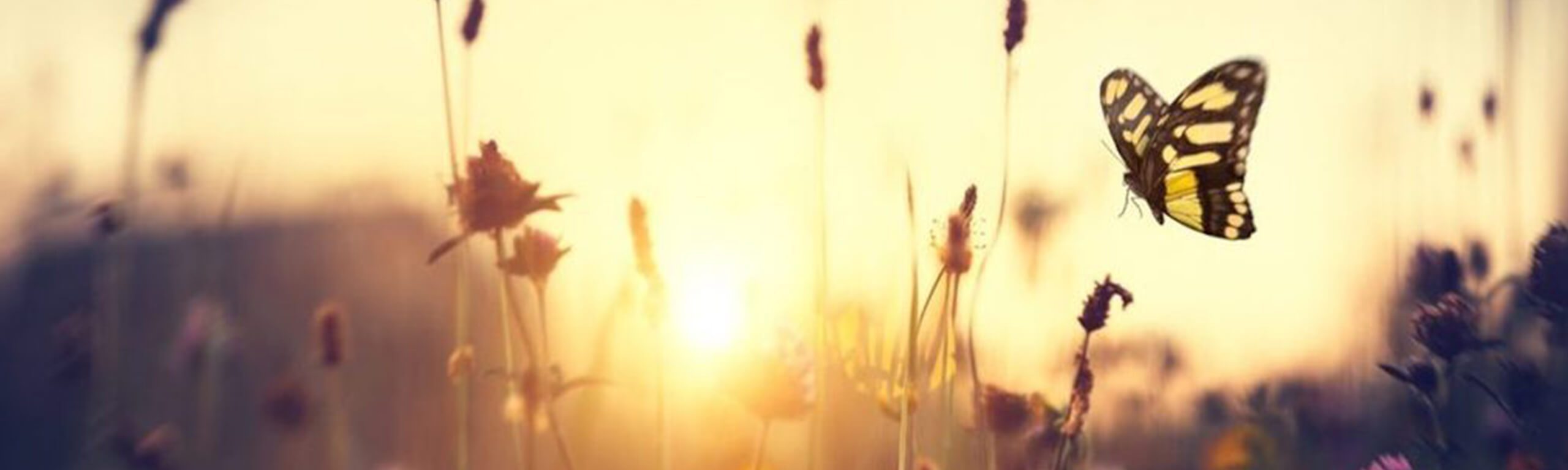 Summer solstice; nature and the changing faces of the seasons